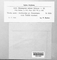 Uromyces minor image